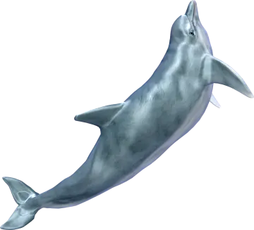 a dolphin is jumping in the air