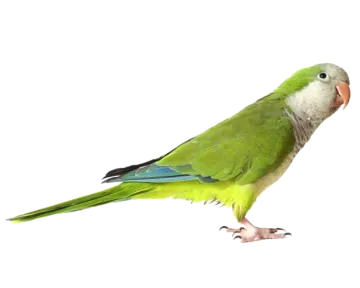 a green parrot standing on a white background