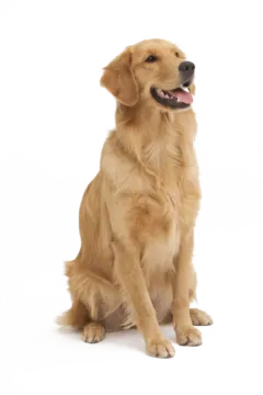 a golden retrieve dog sitting on a white background