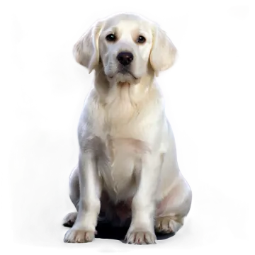 a white dog sitting on top of a black object