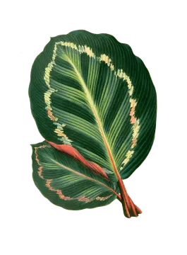 a green leaf with red and yellow spots