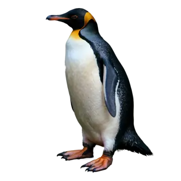 an image of a penguin on a white background