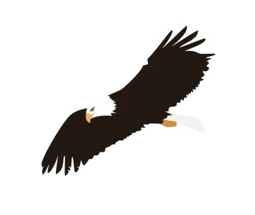 an eagle flying in the sky