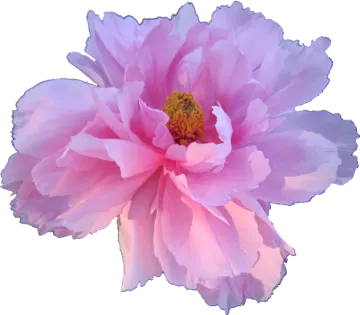 a pink flower with white background