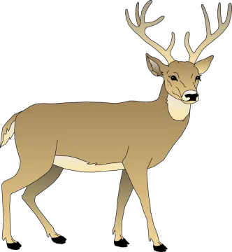 an image of a deer
