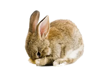 a small rabbit is sitting on the ground