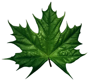a green leaf on a white background