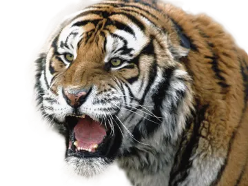 a close up of a tiger with its mouth open