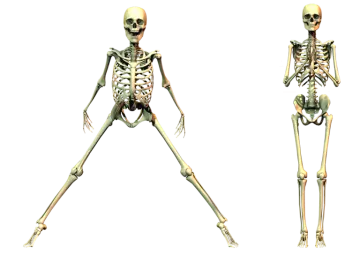 a skeleton is shown in three different positions