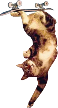 a cat is riding on a skateboard