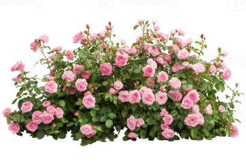 a bush of pink roses