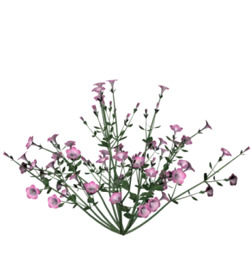a bunch of pink flowers on a white background