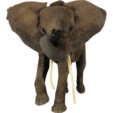 a close up of an elephant on a white background