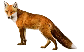 an image of a red fox