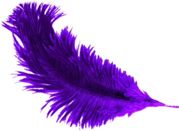 a purple feather on a white background