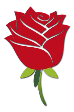 a red rose on a white background