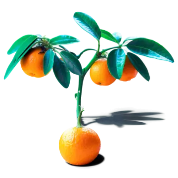 an orange with green leaves on a white background