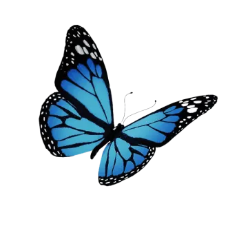 a blue butterfly on a white background