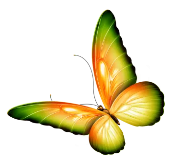a butterfly with orange and yellow wings
