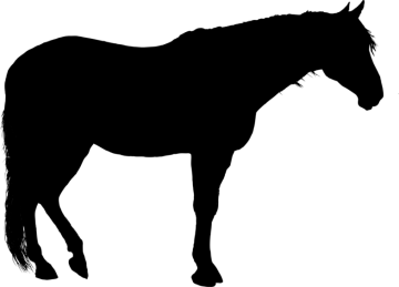 a horse silhouetted on a white background