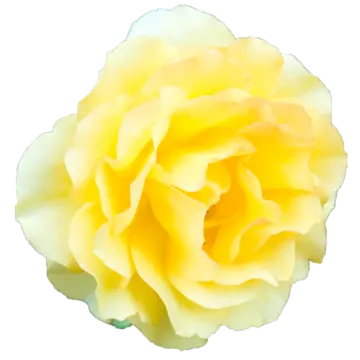 a yellow rose on a white background