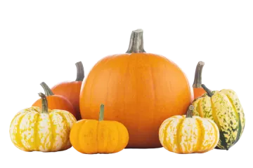 pumpkins and gourds on a white background