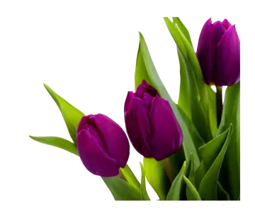 a bunch of purple tulipps