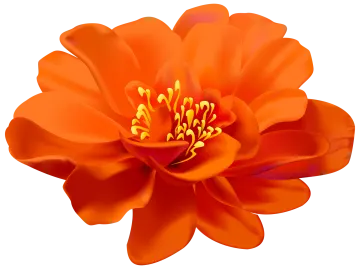 an orange flower on a white background