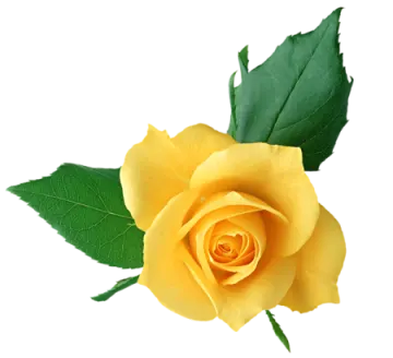 a yellow rose on a white background