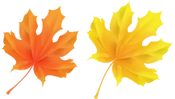 a pair of autumn leaves