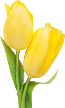 two yellow tulips on a white background