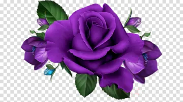 a purple rose with green leaves on a transparent background