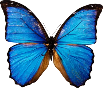 a blue butterfly on a white background