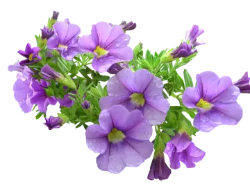a bunch of purple flowers with water droplets