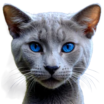 a close up of a cat with blue eyes