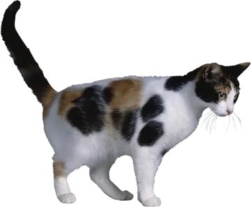 a black, white and brown cat