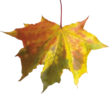 a yellow and red leaf on a white background