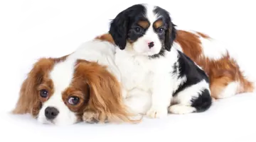 two small dogs laying next to each other dogs