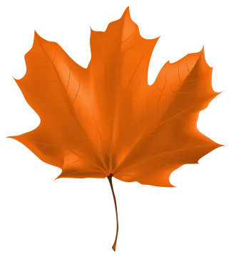 a maple leaf on a white background