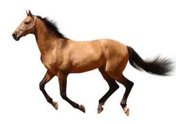 a brown horse running on a white background