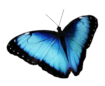 a blue butterfly on a white background
