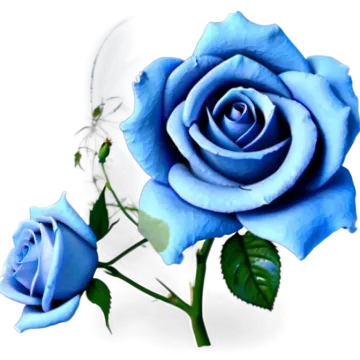 two blue roses on a white background