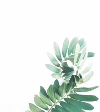 a plant with green leaves on a white background