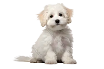 a small white dog sitting down on a white background