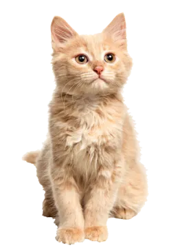 a small kitten sitting down on a white background