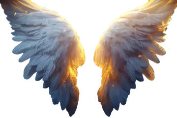 a pair of wings on a white background