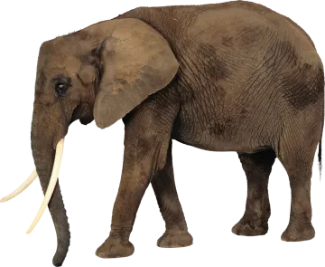 an elephant is standing in front of a white background