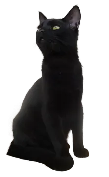 a black cat sitting down and looking up
