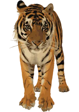 a tiger walking on a white background