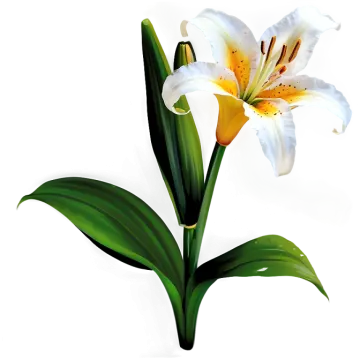 a white and yellow flower with green leaves